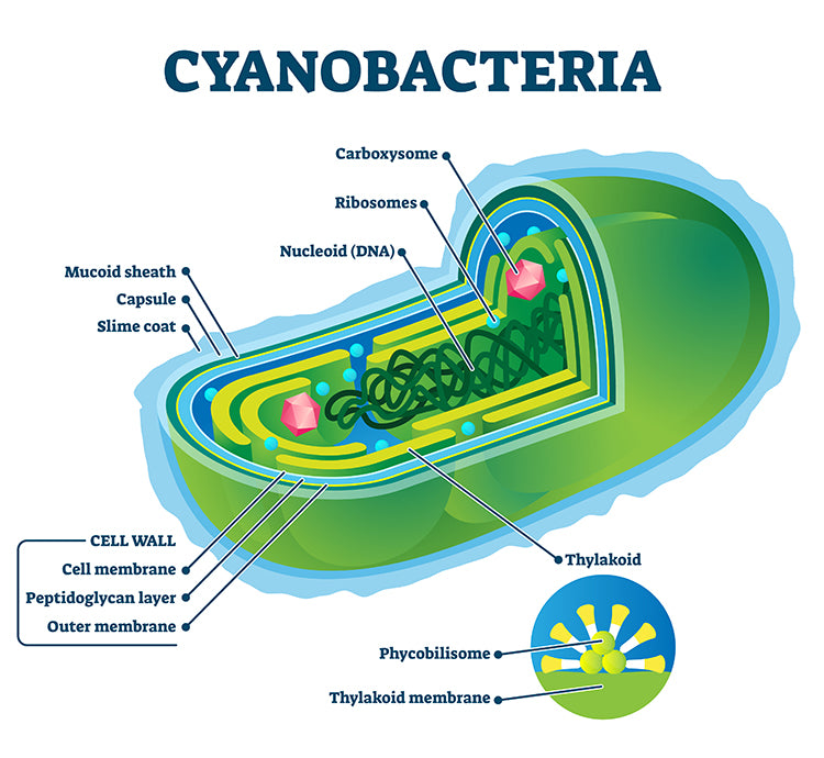 Comment éliminer les cyanobactéries en aquarium?