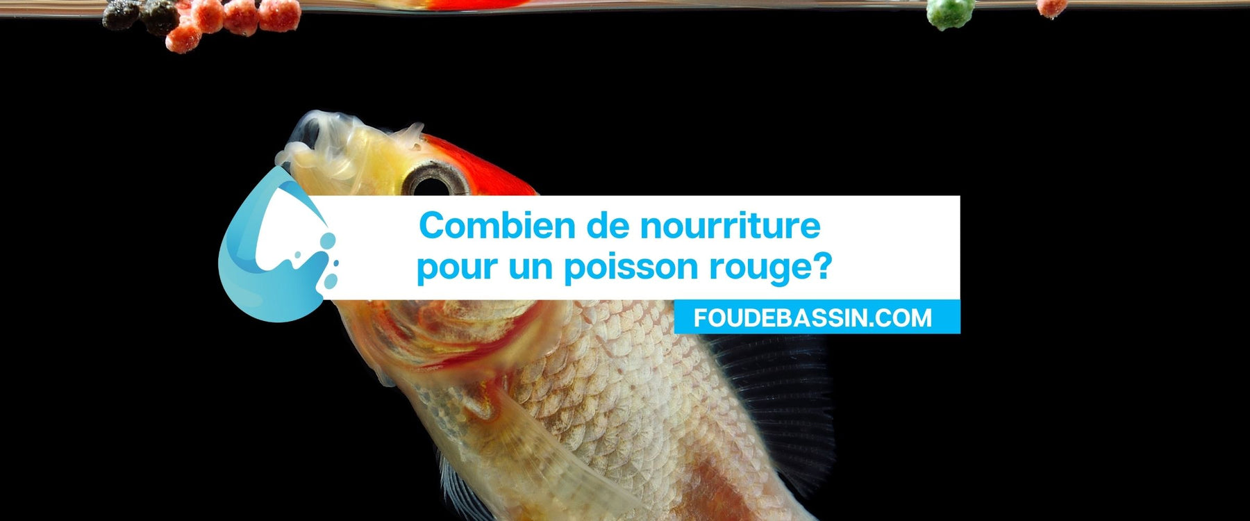 Combien de nourriture pour un poisson rouge?