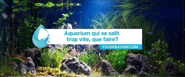 Aquarium that gets dirty too quickly, what to do?