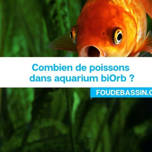 Combien de poissons dans un aquarium biOrb ?