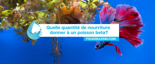 Quelle quantité de nourriture donner à un poisson betta ?