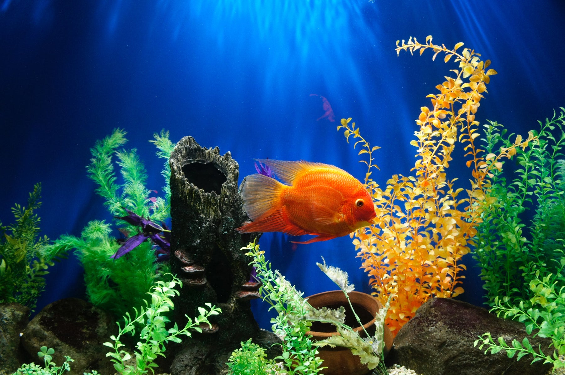 Comment faire pour déménager avec un aquarium