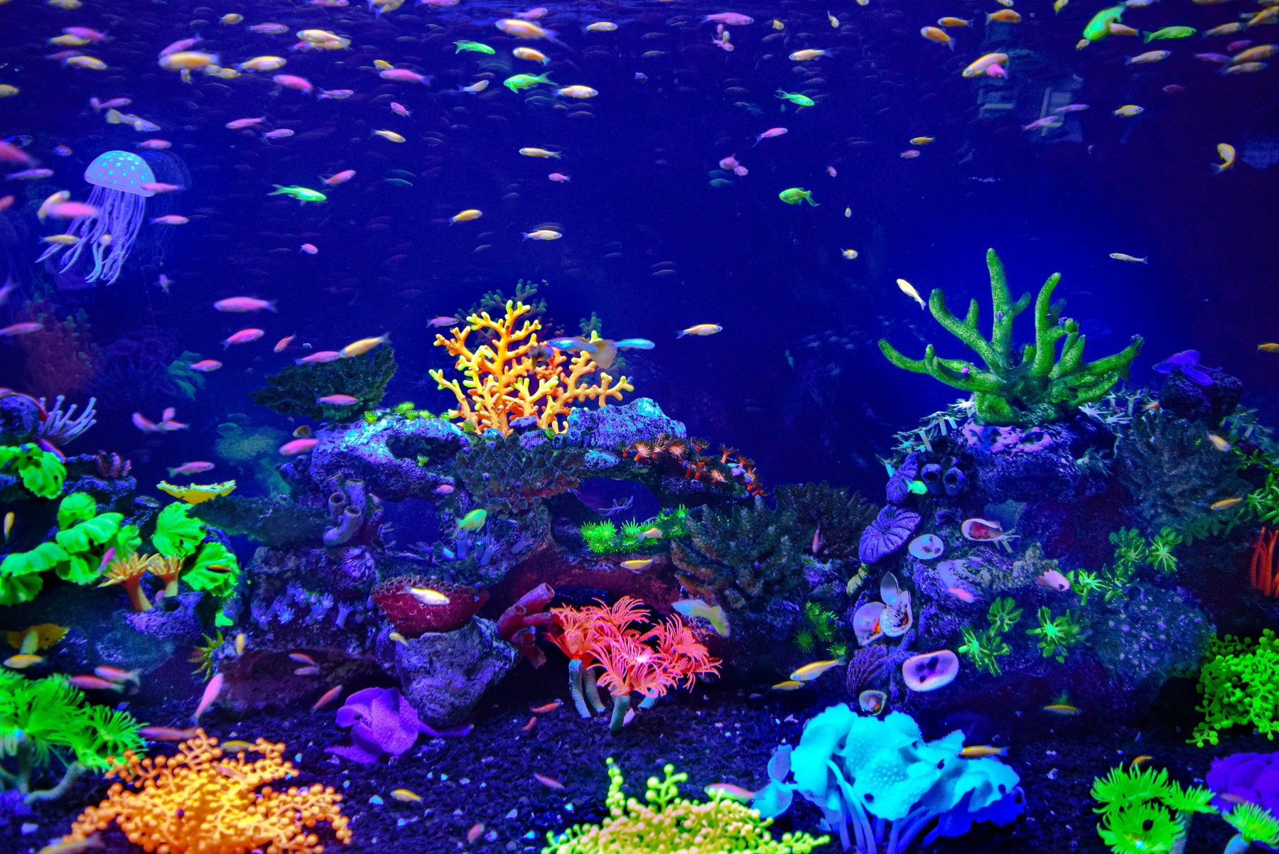 Les règles à suivre pour créer un aquarium communautaire