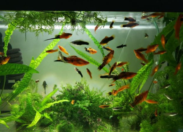 Begrijp de hardheid van uw aquariumwater.