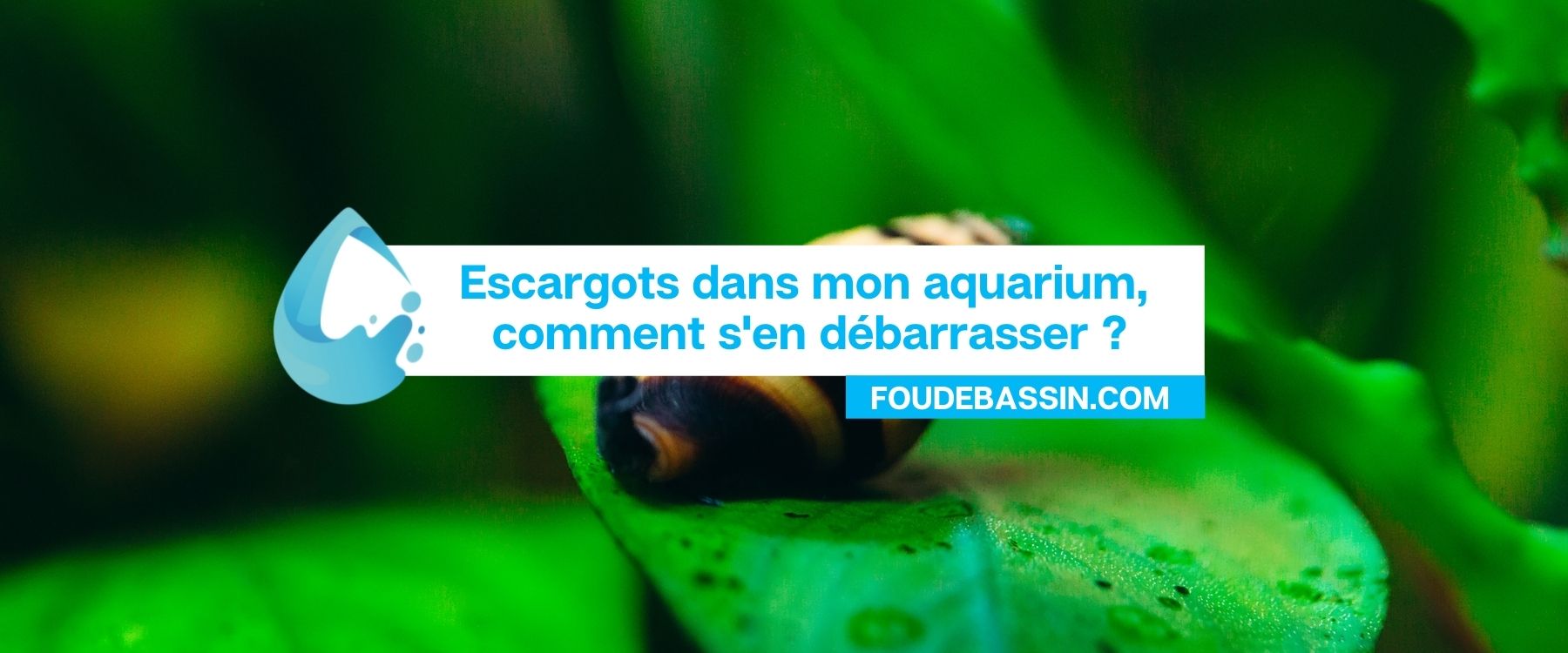 Escargots dans mon aquarium, comment s'en débarrasser ?