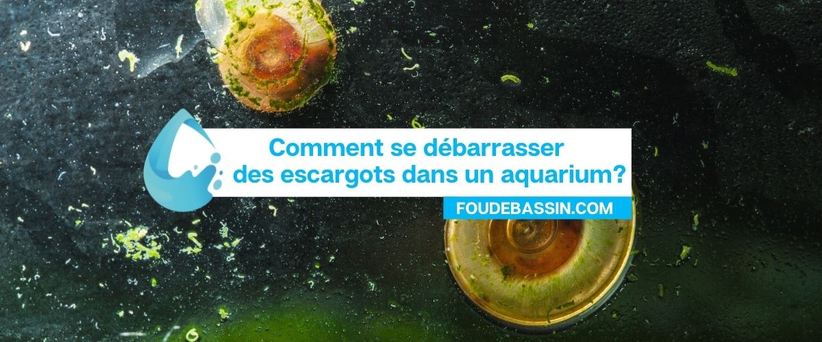 Comment se débarrasser des escargots dans un aquarium?