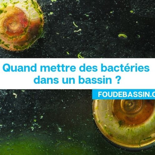 Quand mettre des bactéries dans un bassin ?