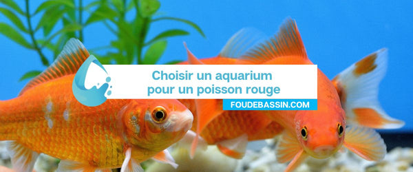 Een aquarium kiezen voor een goudvis