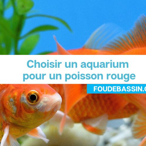 Choisir un aquarium pour un poisson rouge