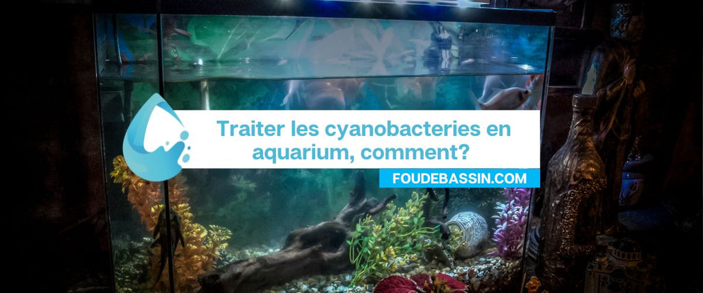 Cyanobactéries en aquarium : comment les éliminer?