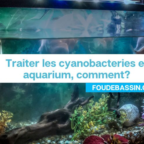 Traiter les cyanobacteries en aquarium, comment?