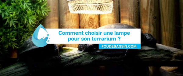 Comment choisir une lampe pour son terrarium ?