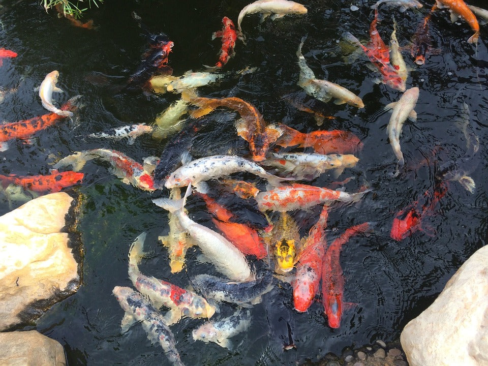 Mes poissons (koïs) sont malades et se frottent. Que faire?