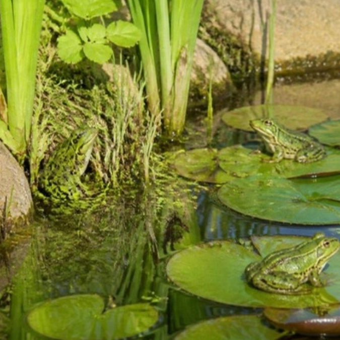 Grenouilles dans un bassin de jardin – Foudebassin