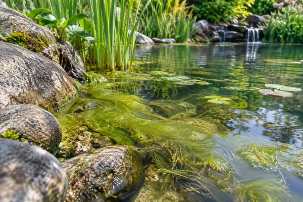Algues dans un bassin : identifier le problème et choisir la bonne solution