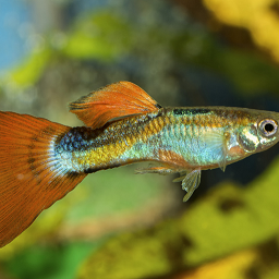 10 poissons d'aquarium idéaux pour débutants