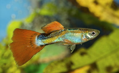 10 poissons d'aquarium idéaux pour débutants