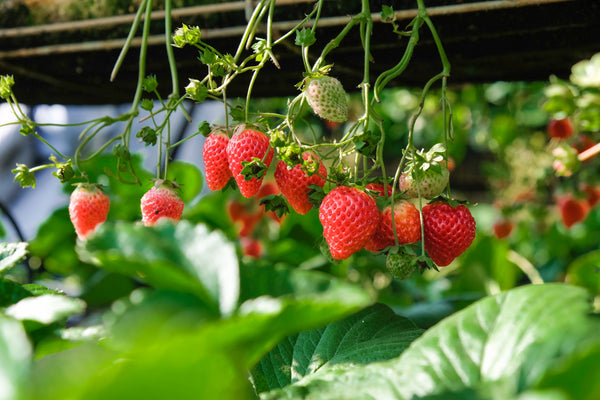 The sump in aquaponics