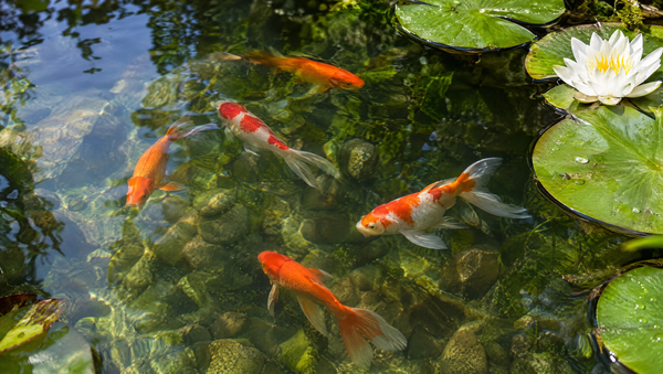 Quanto tempo vivem os peixes dourados de lago?