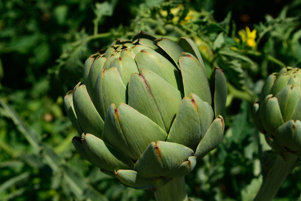 ¿Qué fertilizantes orgánicos usar en el jardín?
