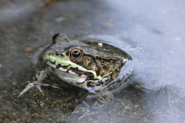 Wie verwandelt man ein Schwimmbecken in einen Gartenteich?