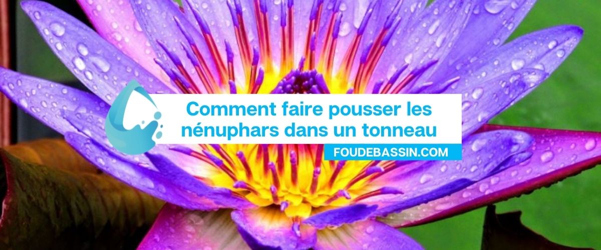 Comment faire pousser les nénuphars dans un tonneau