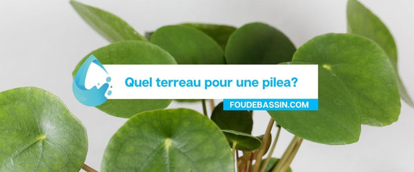 What soil for a pilea?