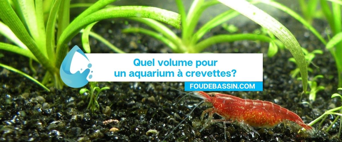 Quel volume pour un aquarium à crevettes?