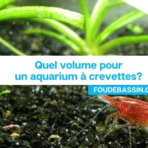 Quel volume pour un aquarium à crevettes?