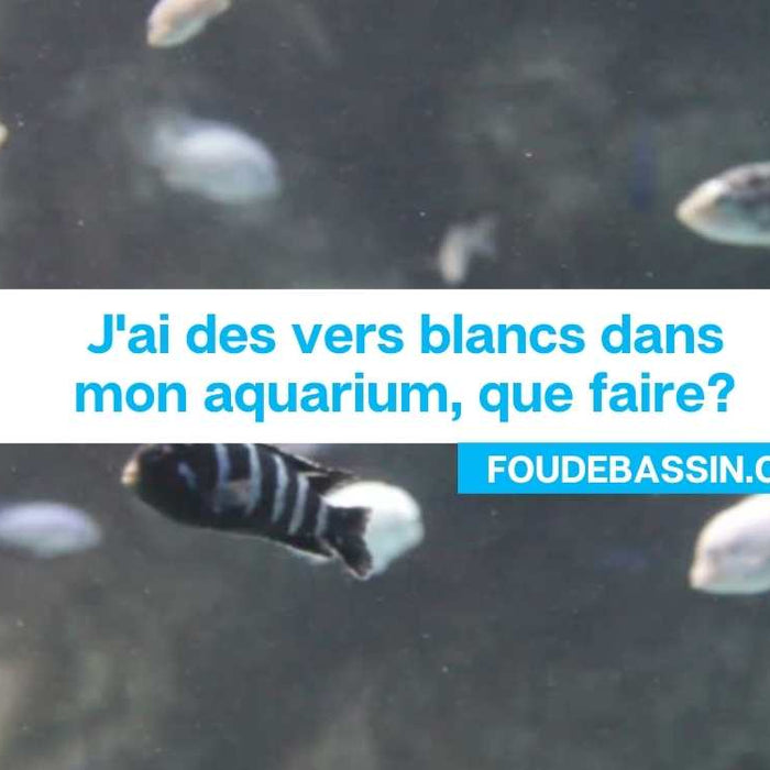 J'ai des vers blancs dans mon aquarium, que faire?