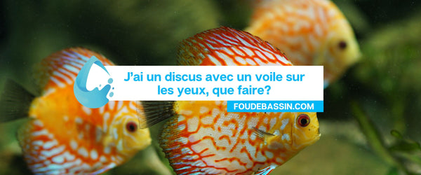 J'ai un discus qui a un voile sur les yeux, est-ce que je peux le mettre dans un bain avec du sel?