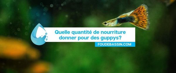 Quelle quantité de nourriture donner pour des guppys ?