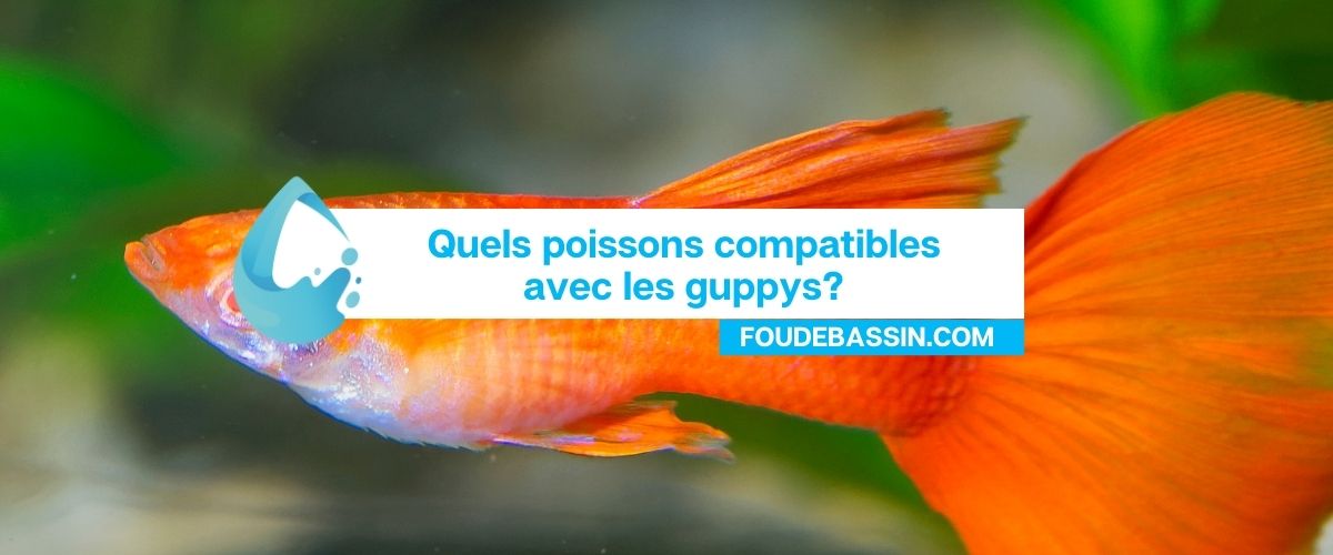 Quels poissons compatibles avec les guppys?