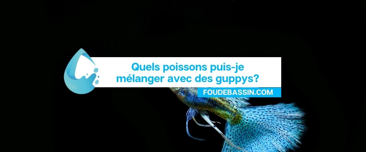 Quels poissons puis-je mélanger avec des guppys?