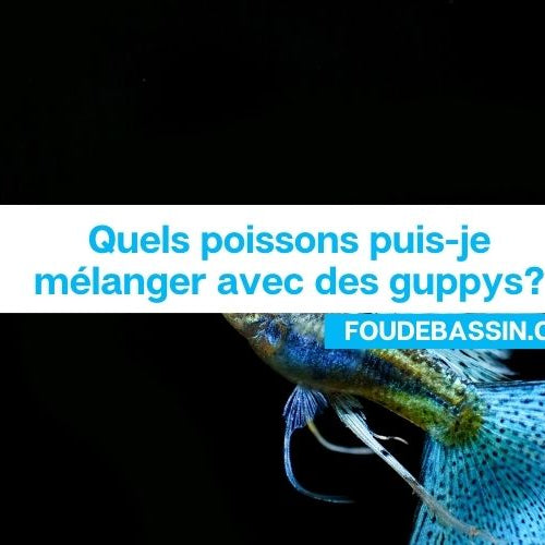 Quels poissons puis-je mélanger avec des guppys?