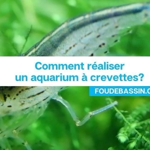Comment réaliser un aquarium à crevettes?