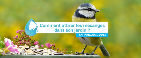 How to attract titmice to your garden?