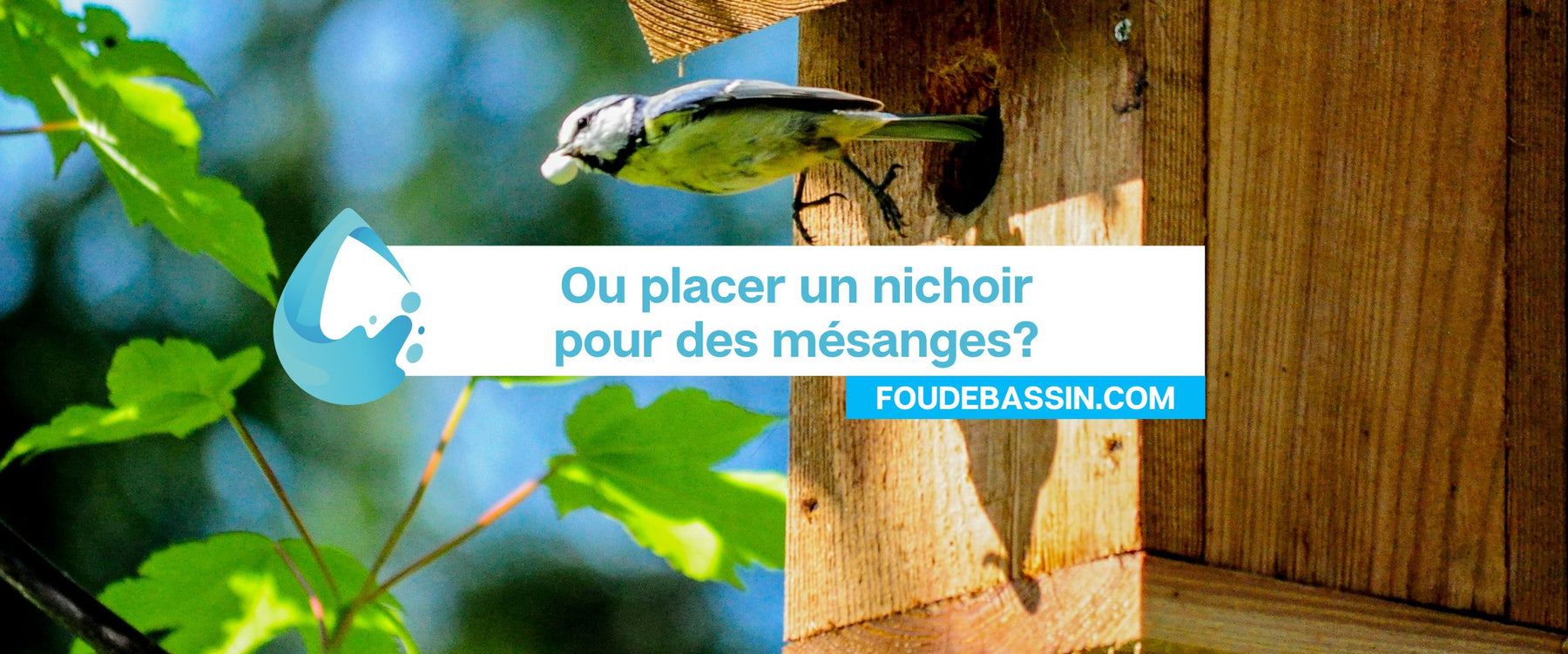 Ou placer un nichoir pour des mésanges?