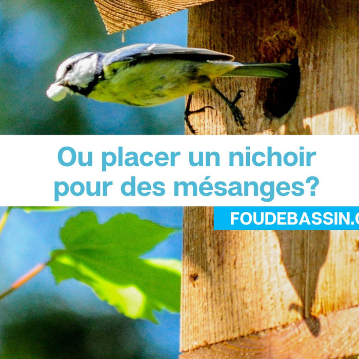 Ou placer un nichoir pour des mésanges?