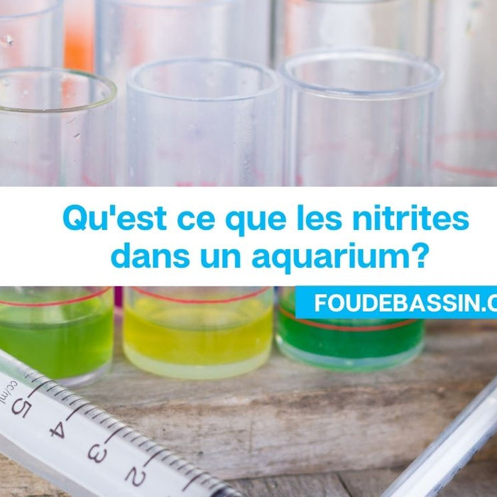 Qu'est ce que les nitrites dans un aquarium?