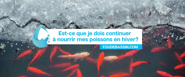 Est-ce que je dois continuer à nourrir mes poissons en hiver?