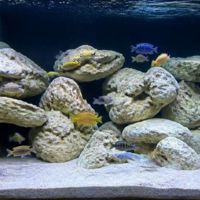Aquarium de cichlidés du lac Malawi – Foudebassin
