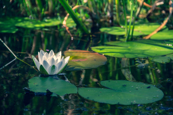 Comment créer l’équilibre d’un bassin?