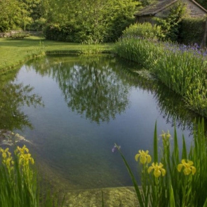 Piscine naturelle autoconstruite avec zone plantée – Foudebassin