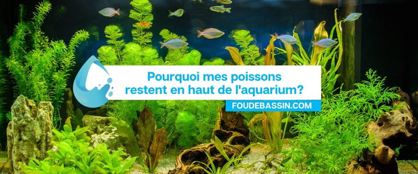 Pourquoi mes poissons restent en haut de l'aquarium?