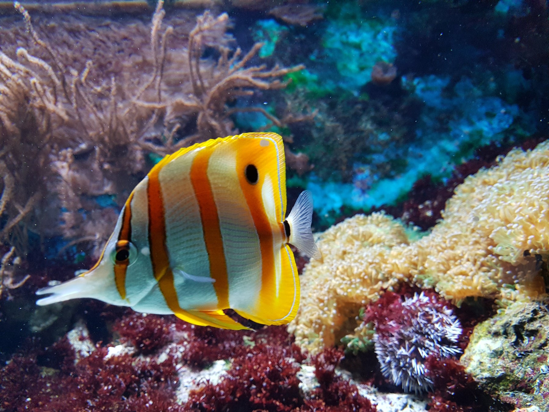 Le rôle du charbon actif dans le système de filtration