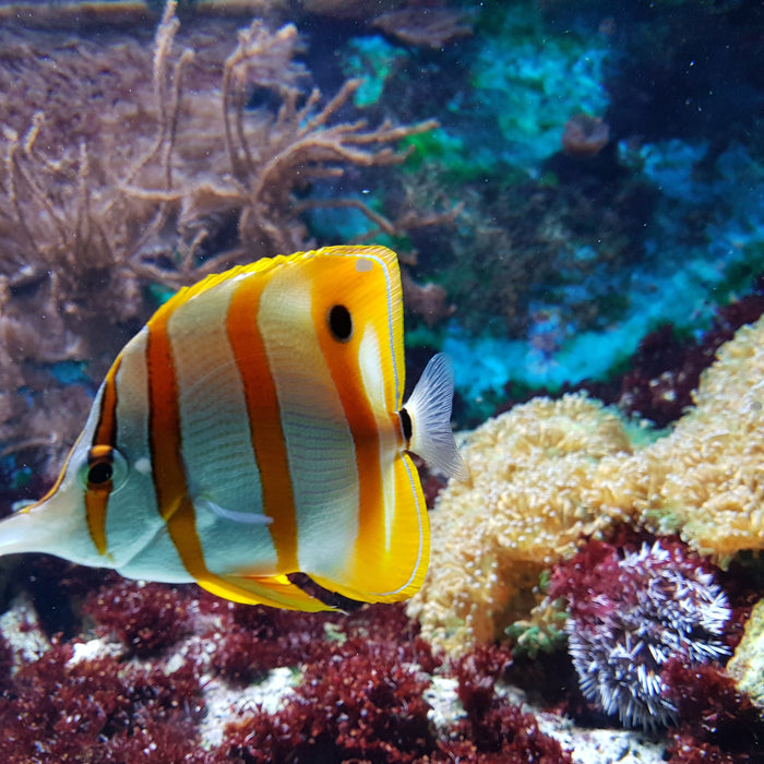 Le rôle du charbon actif dans le système de filtration