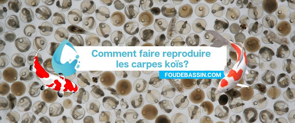 Comment faire reproduire les carpes koïs?