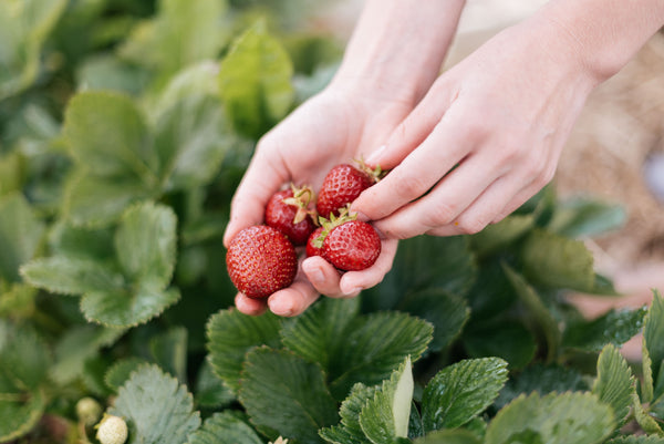 Top 10 of the best plants in aquaponics