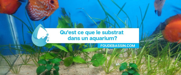 What is the substrate in an aquarium?